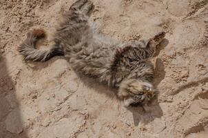 Street stray fluffy cat basking in the sand photo