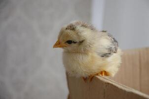 The chicken jumped out of the box and sits on the edge photo