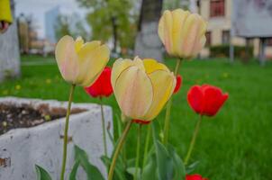 Tulips bloomed on the lawn, design and decorations of the city photo