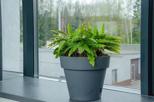 Calathea Rufibarba in a pot on the windowsill, home and office decoration photo