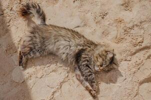 Street stray fluffy cat basking in the sand photo