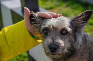 Stroking a dog on the street without a pedigree photo