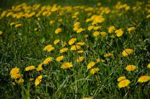 many yellow dandelions among the grass photo