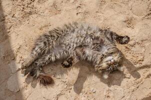 Street stray fluffy cat basking in the sand photo