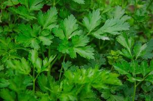 Close-up background of parsley leaves photo