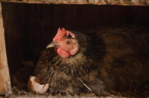 Hen sitting on a nest in a chicken coop photo