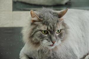 Cat lying on grooming table after haircut. High quality photo