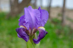 In the garden, an iris flower has blossomed purple photo
