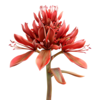 Crown Imperial Flower on Transparent Background png