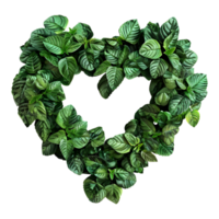 Beautiful Heart Made with Leaves on Transparent Background png