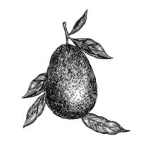 Avocado hass graphic illustration, hand drawn sketch of vegetable, leaf. Botanical drawing of tropical fruit. Engraving for food packaging design. Plant sketch vector