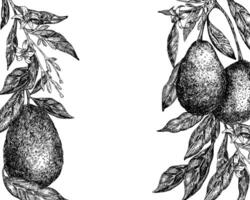 Avocado hass graphic illustration, frame with hand drawn sketch of vegetable, avocado on branch,flowers. Botanical drawing of tropical fruit. Engraving for food packaging design. vector