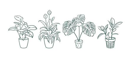 Set Exotic plant in a pot. Ficus, Syngonium, Monstera, Spathiphyllum. Home floriculture, house plants, hobby. Botanical Outline illustrations in hand drawn style. Vintage. stickers, design elements. vector