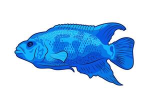 cichlasoma azul Jack dempsey. agua dulce pescado desde el cíclidos familia. ilustración de tropical pescado en blanco. acuario animales en plano estilo. mascota cuidado. para pegatinas, carteles, postales vector