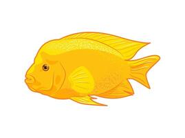 Cichlasoma citrinellum. Icon illustration of tropical fish on white background, aquarium animals in flat style. Cichlid family. pet care. For stickers, posters, postcards, design elements. vector