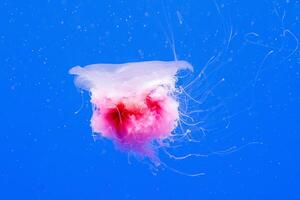 macro of a beautiful jellyfish cyanea capillata photo