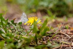 Beautiful spring flowering meadow of fresh flowers photo