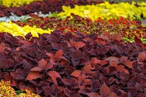 autumn beautiful bushes plants coleus purple photo