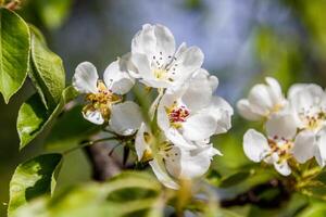 Beautiful spring blossoming tree branches with white flowers macro photo
