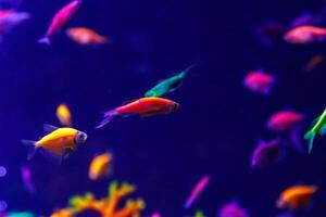 macro beautiful fish glo tetra fish danio rerio photo