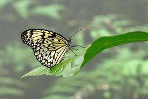 macro beautiful butterfly Idea leuconoe photo