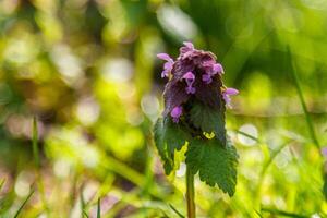 Beautiful spring wildflowers macro photo