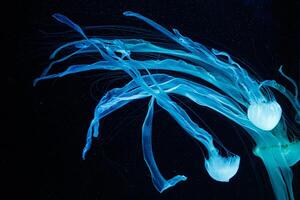 macro of a beautiful jellyfish chrysaora chinensis photo