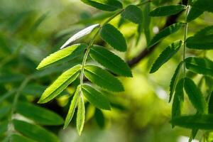 Beautiful spring leaves of trees in the sun's rays macro photo