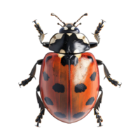 coccinelle sur fond transparent png