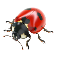 coccinelle sur fond transparent png