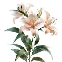 Madonna Lily Flower on Transparent Background png