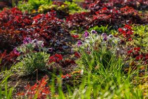 Beautiful spring wildflowers macro photo