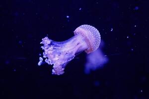 macro of a beautiful jellyfish phyllorhiza punctata photo