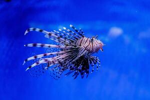 Fish Lionfish - Zebra, Pterois volitans photo