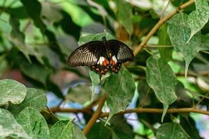 macro hermosa mariposa papilio bajo foto