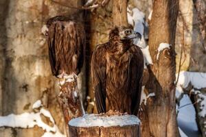 beautiful vultures sit on a stump in the snow photo