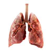 Humain poumons organe sur transparent Contexte png