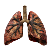 Humain poumons organe sur transparent Contexte png