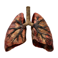 Human Lungs Organ on Transparent Background png