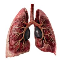 Human Lungs Organ on Transparent Background png