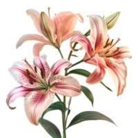 Madonna Lily Flower on Transparent Background png