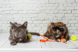 Beautiful couple of gray cat boy and girl on a brick wall background photo