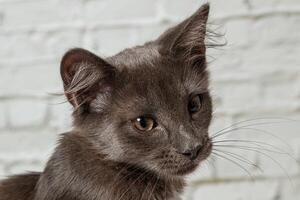 hermosa gris gato en un ladrillo pared antecedentes foto