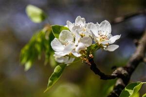 Beautiful spring blossoming tree branches with white flowers macro photo