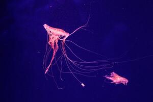 macro of a beautiful jellyfish chrysaora quinquecirrha photo