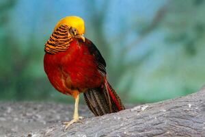 Golden pheasant on a close-up branch photo