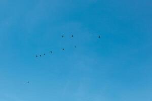 a flock of birds flying in the blue sky photo