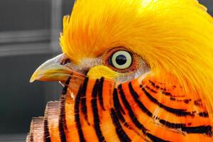 beautiful yellow golden pheasant photo