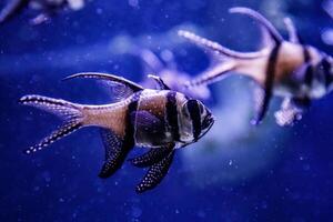 macro fish Pterapogon kauderni Apogonidae photo