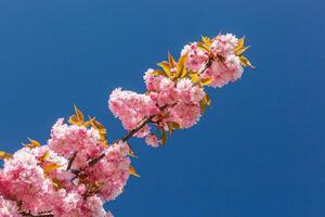 sakura blossom, sakura branches against the blue sky close-up photo